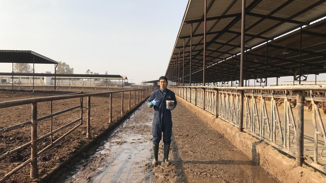 Dr. Tapakorn Chamchoy collecting a fecal slurry sample at a California dairy for his MPVM project.