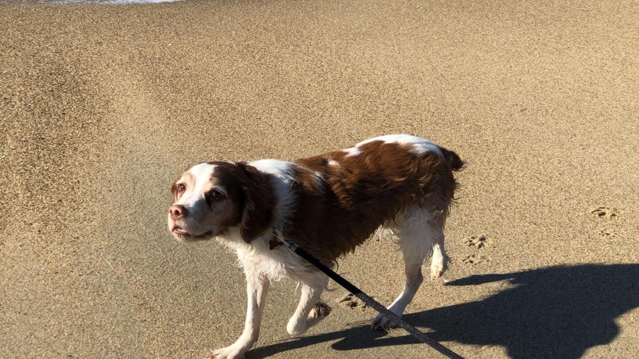 Trooper, a patient with the UC Davis veterinary hospital's Oncology Service, walks on the beach.