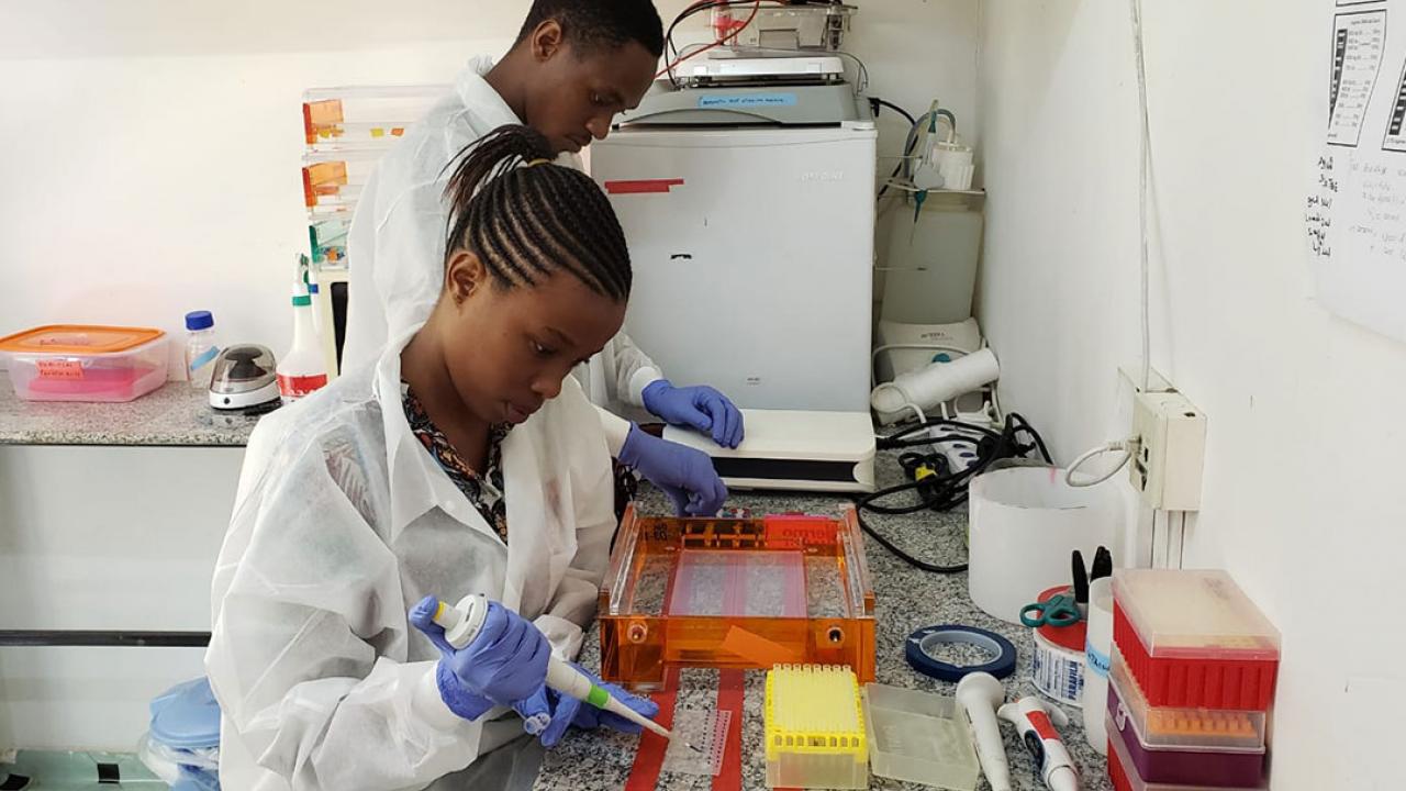USAID PREDICT interns conduct lab work at Sokoine University in Agriculture in Tanzania. (Courtesy of USAID PREDICT)