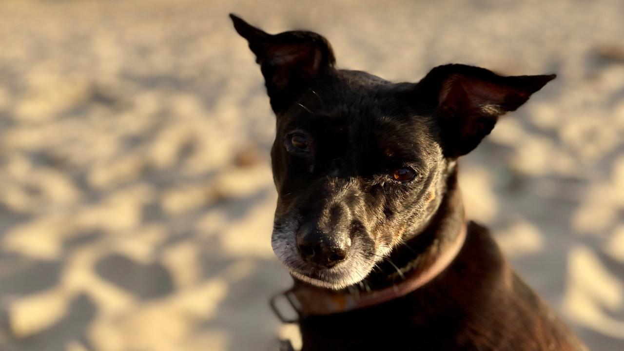Reesie is doing well after being diagnosed by UC Davis with Valley Fever. Dog sitting on sand at beach.