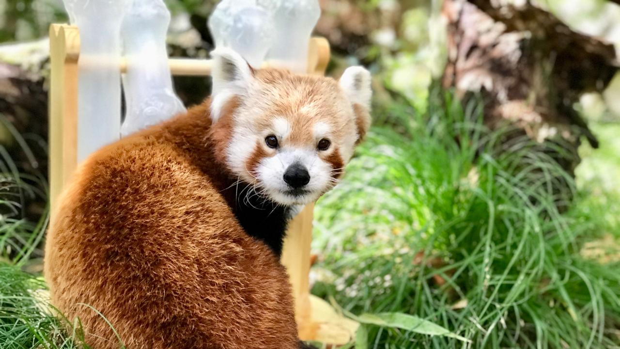 red panda at the Sacramento Zoo