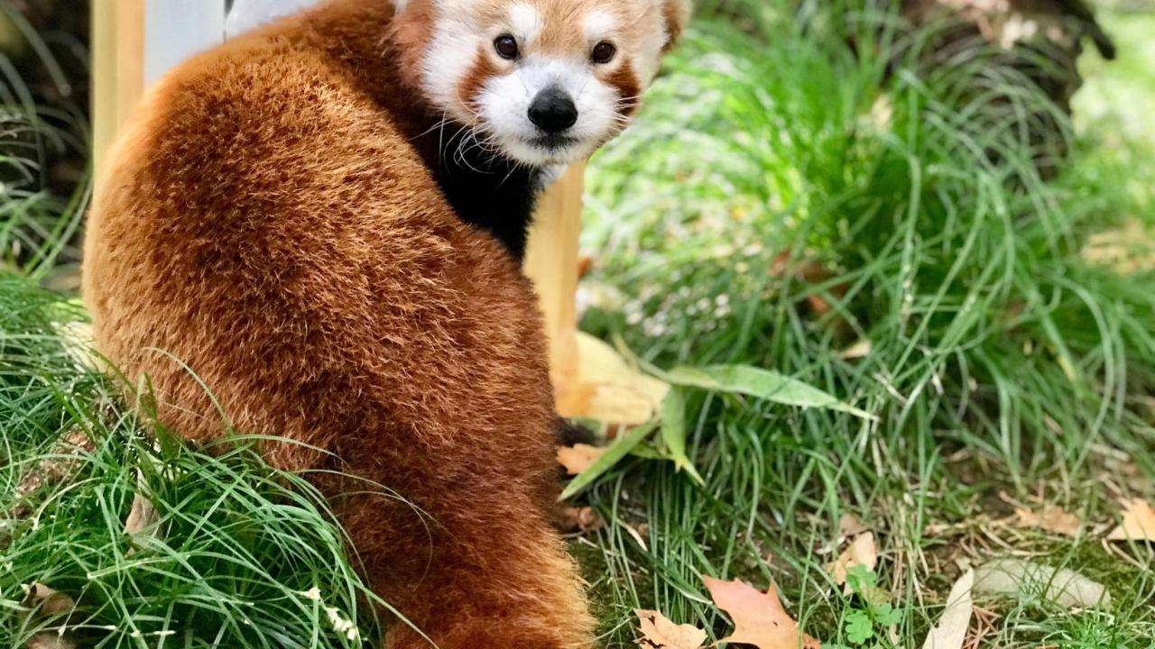 red panda at the Sacramento Zoo