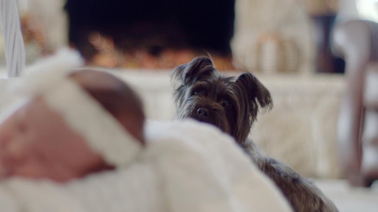 Here’s how to make sure your pooch is ready for the new baby 