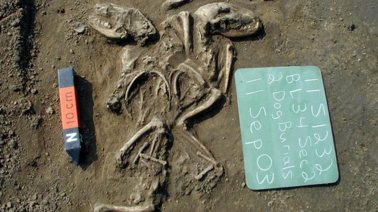 Two dogs buried together in Illinois. The remains date back to between 660 to 1,350 years ago. Credit: Courtesy of Illinois State Archaeological Survey, Prairie Research Institute. Ancient dog skeletons