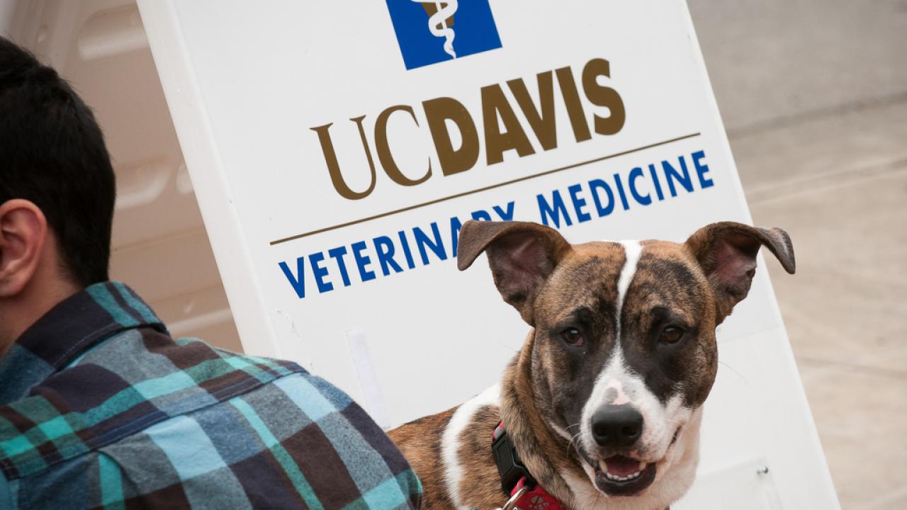 dog at UC Davis veterinary hospital