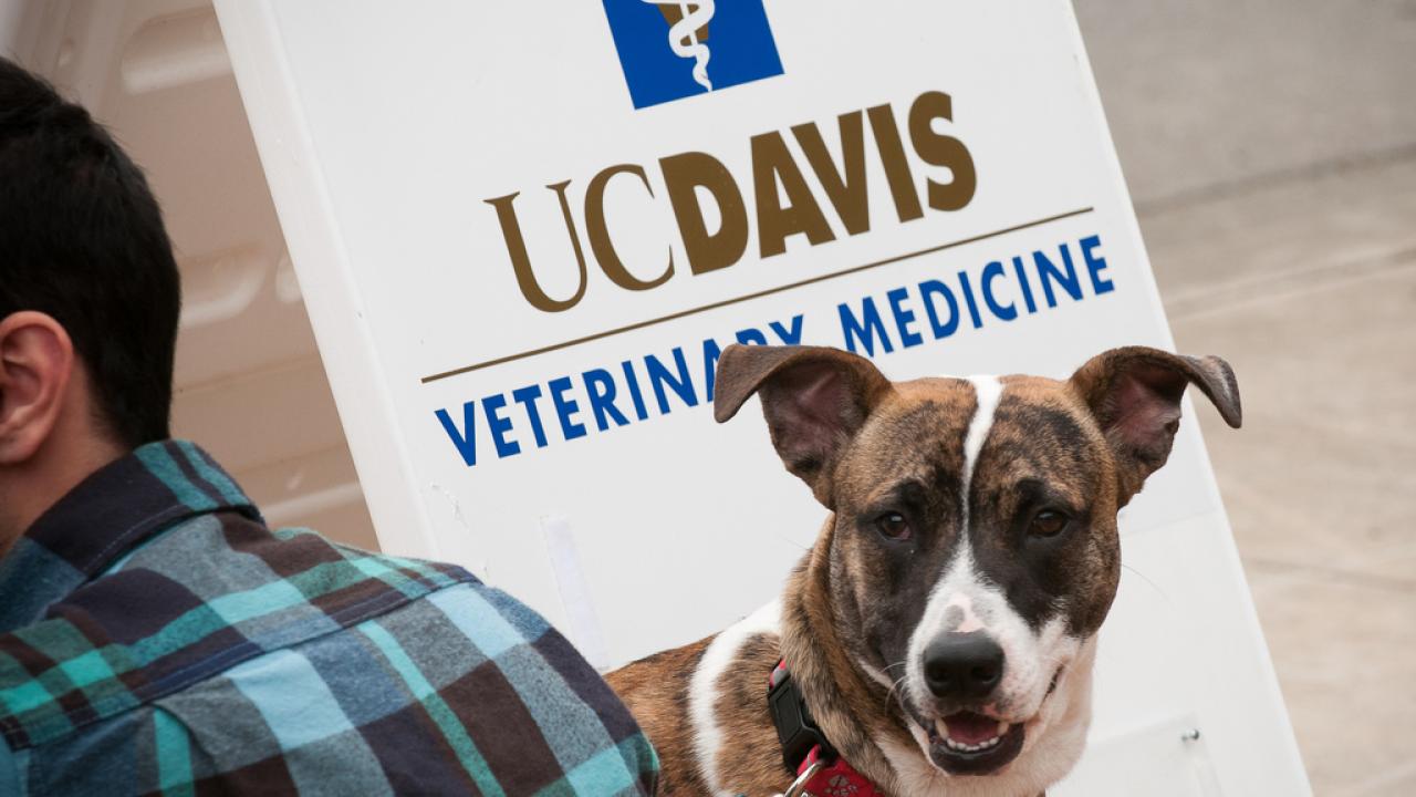 Faqs For Pet Owners During The Covid 19 Pandemic School Of