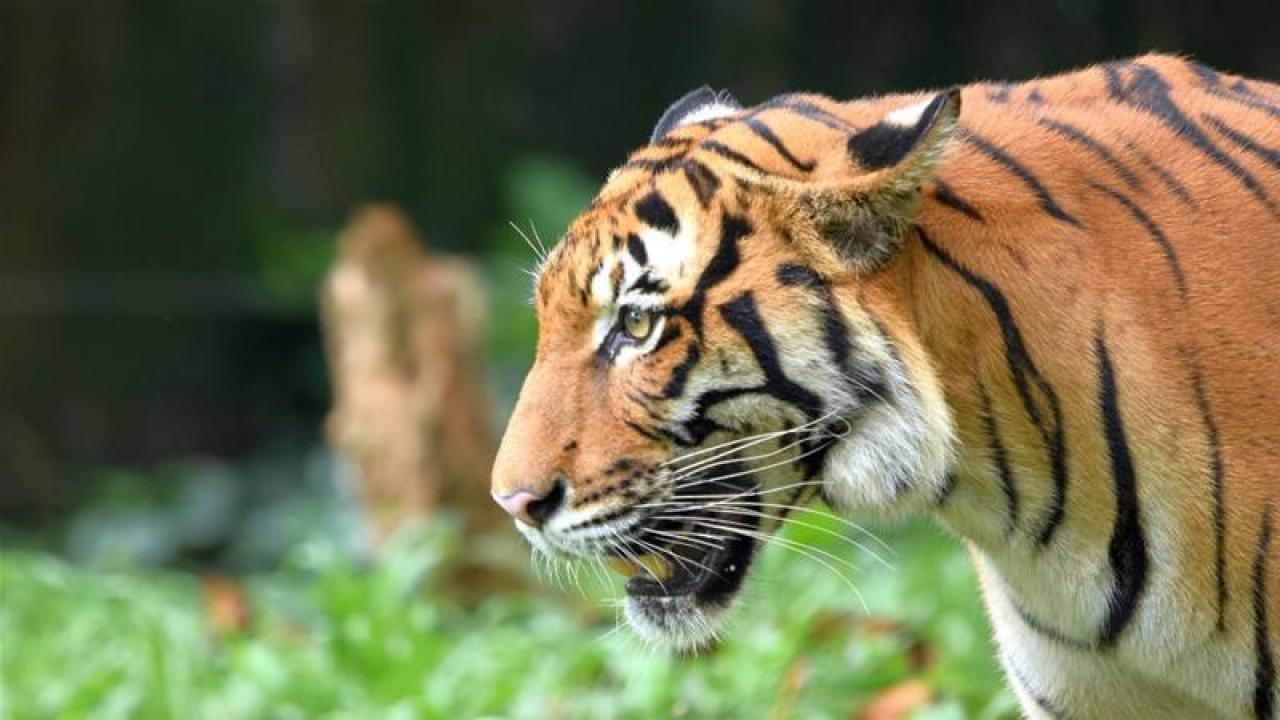 Malayan tiger