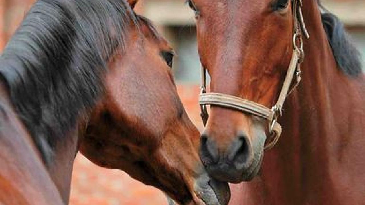 horses touching noses