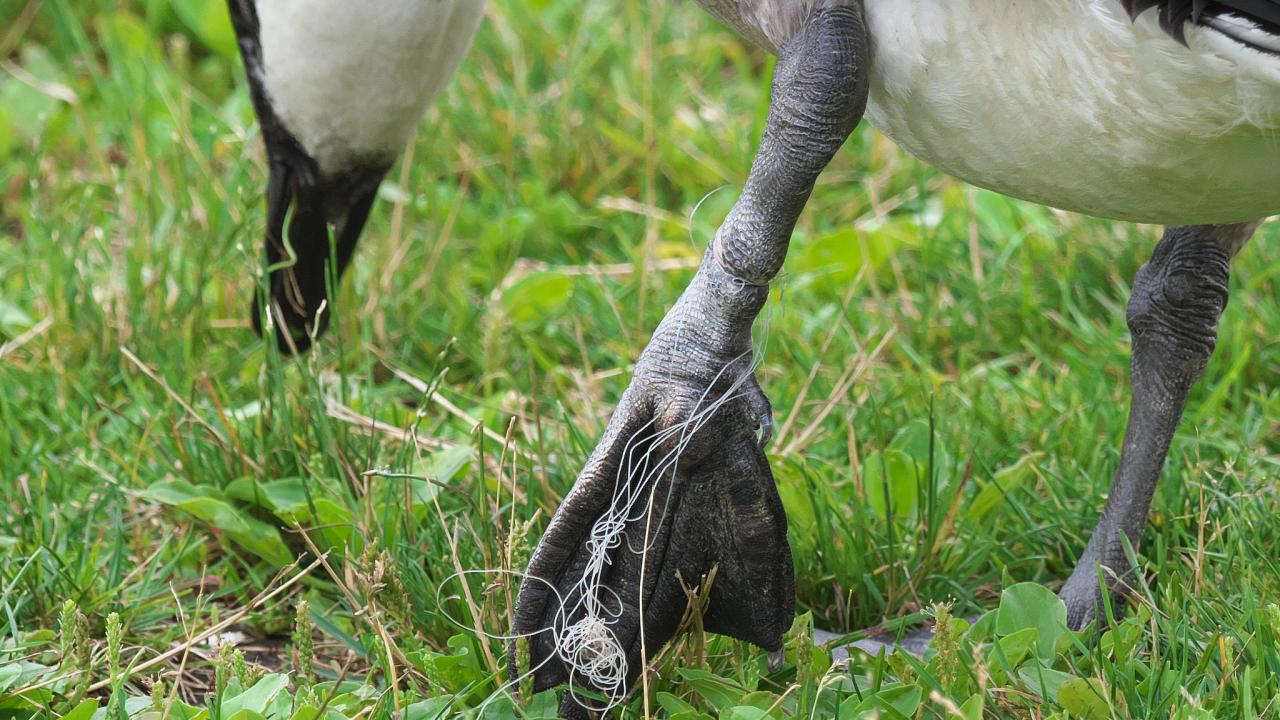 Canada goose with leg wrapped in fishing line. Photo: Gavin Edmondstone