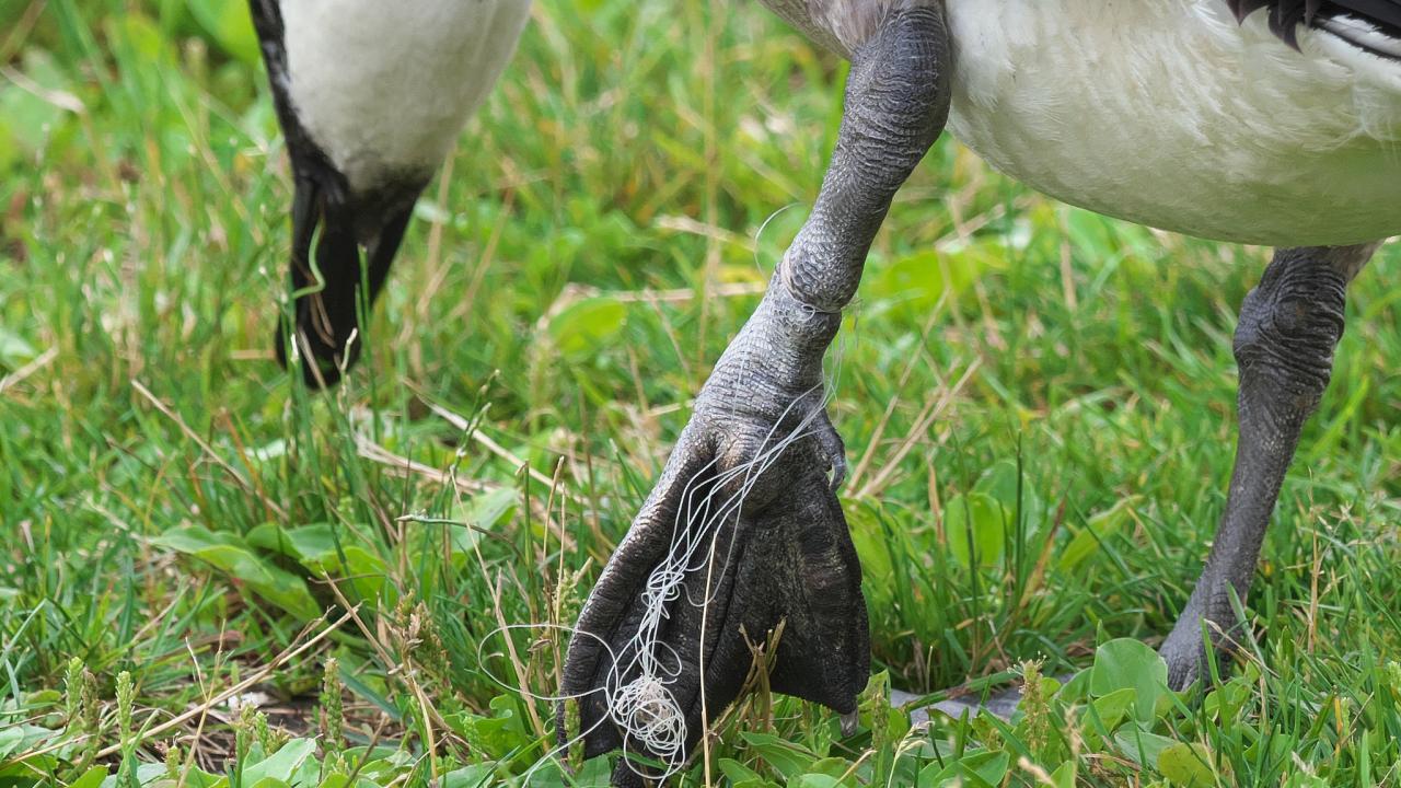 Plastic Pollution is a Menace to Birds | School of Veterinary Medicine