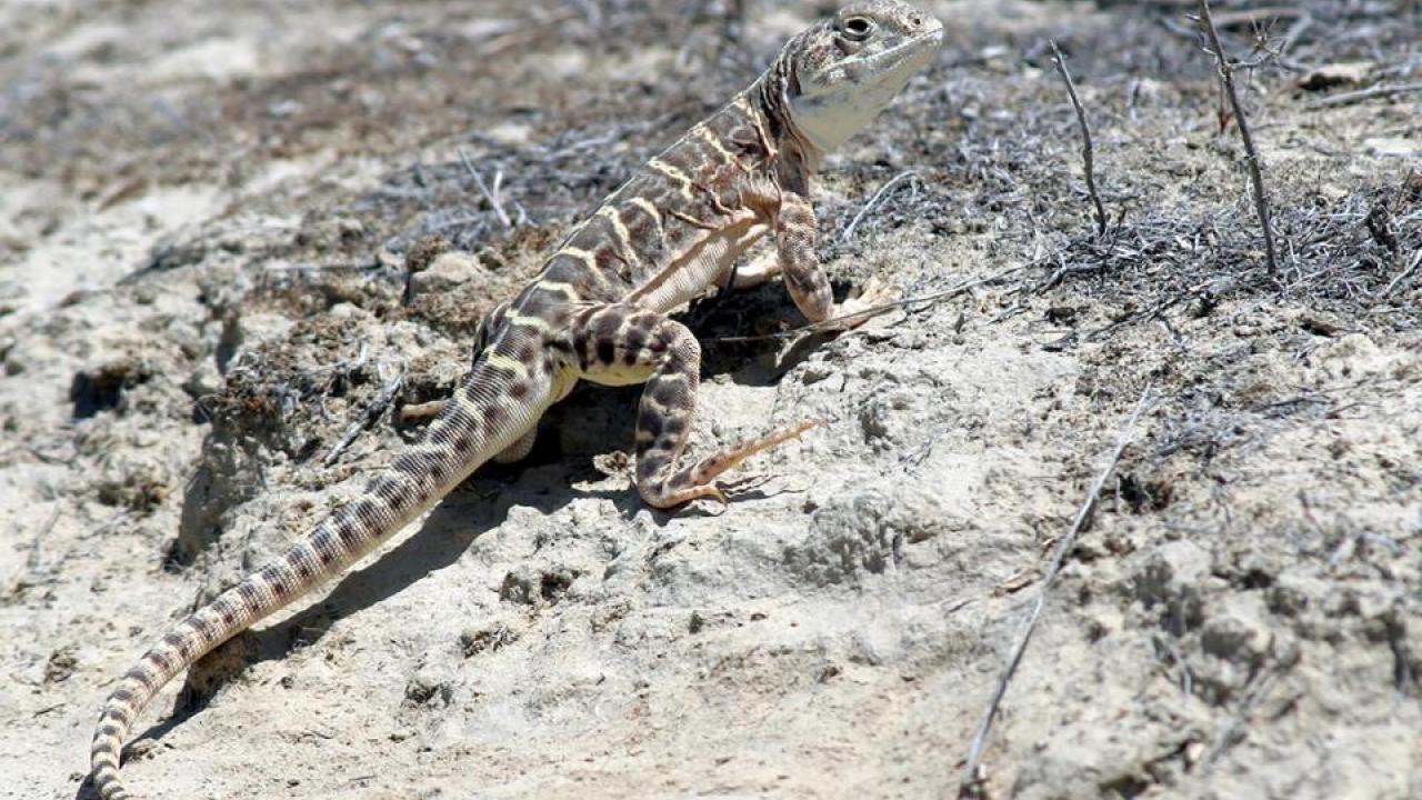 The endangered blunt-nosed leopard lizard lives in the San Joaquin Valley of California. (Jonathan Richmond)