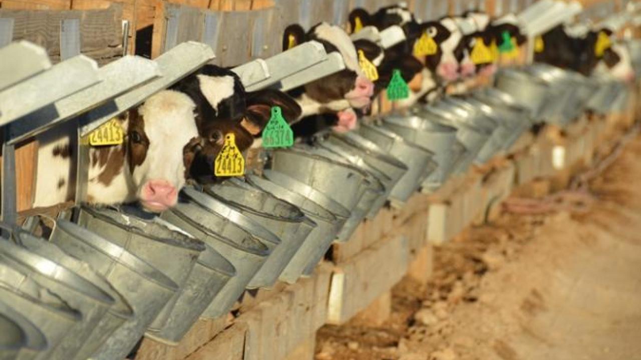 Feeding Waste Milk to Calves: Reducing Antimicrobial Resistance