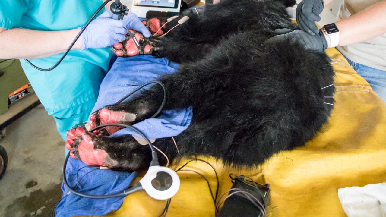 A young, female bear with paws badly burned in the Carr Fire.