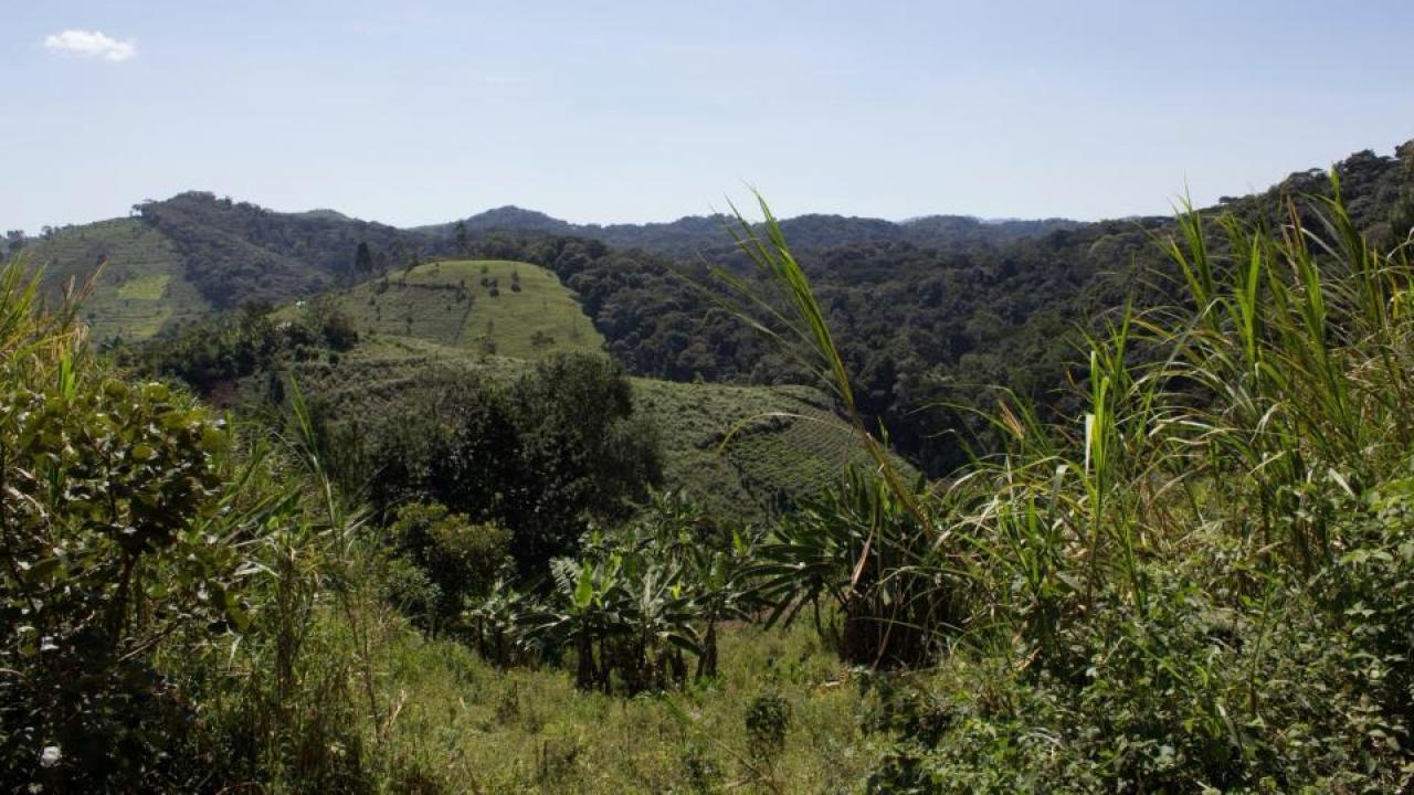 Uganda forest