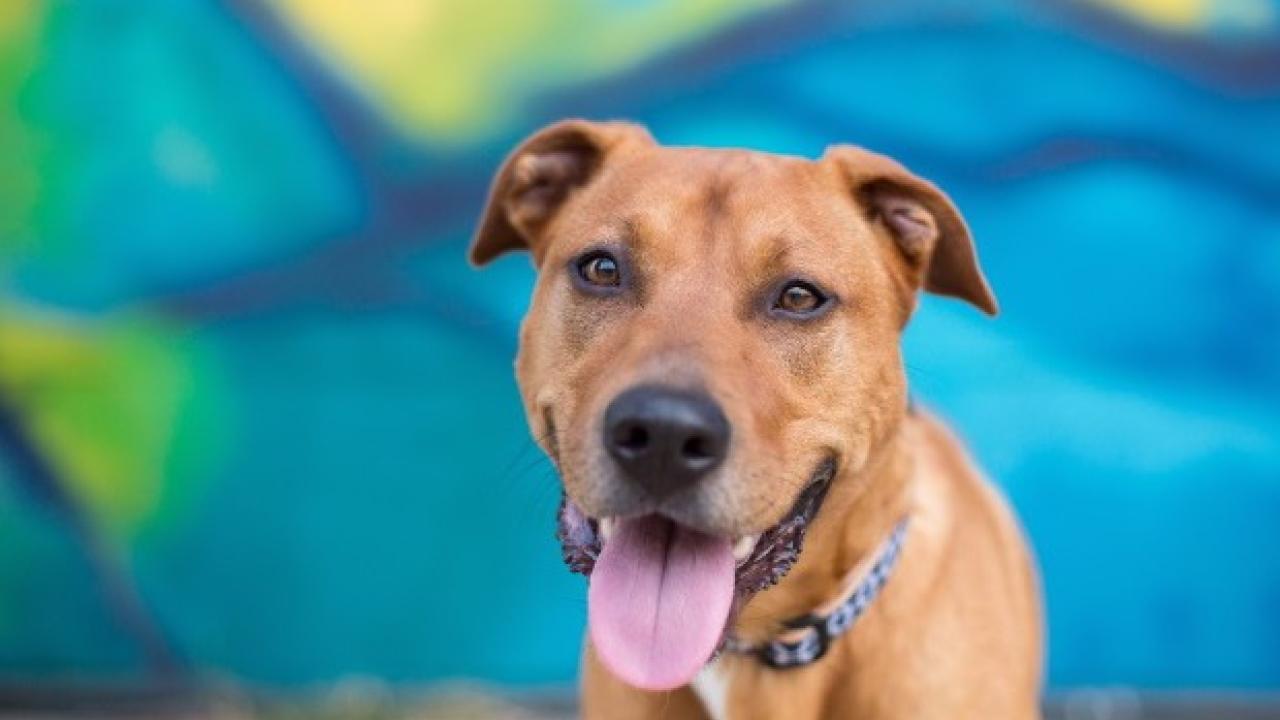 UC Davis is seeking healthy dogs for a cancer vaccine clinical trial. Dog in cancer vaccine clinical trial at UC Davis veterinary hospital