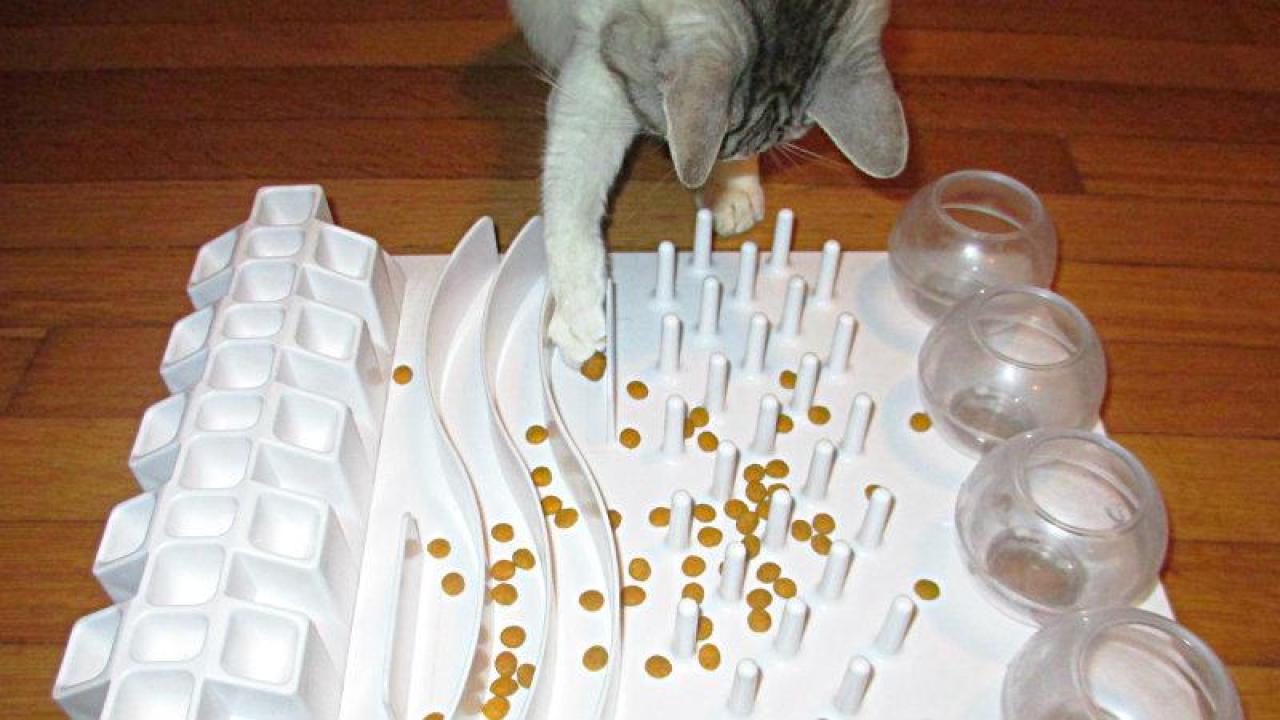 Mikel Delgado’s cat Clarabelle demonstrates how to use a Trixie Activity Fun Board. Food puzzles for cats encourage natural foraging behavior. (Mikel Delgado/UC Davis) cat puzzle