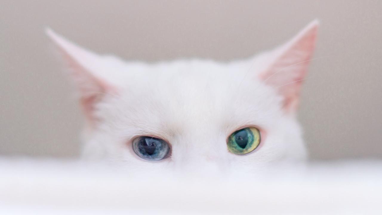 Cat with ulcerative keratitis