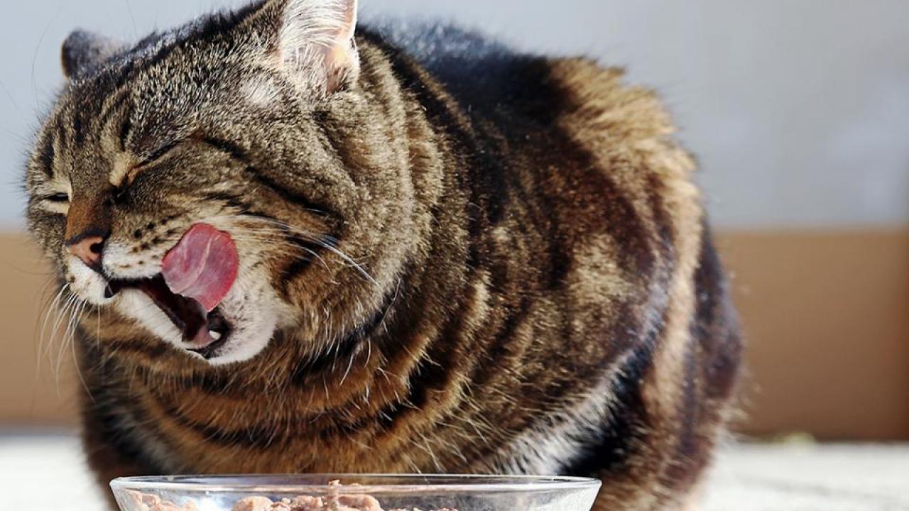 UC Davis researchers analyzed homemade cat food recipes and found none provided all essential nutrients for healthy adult cats. (Getty Images)