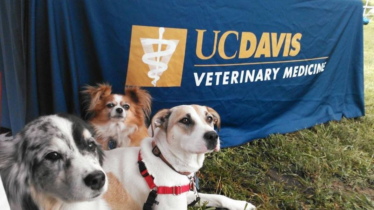 dogs at a UC Davis veterinary event