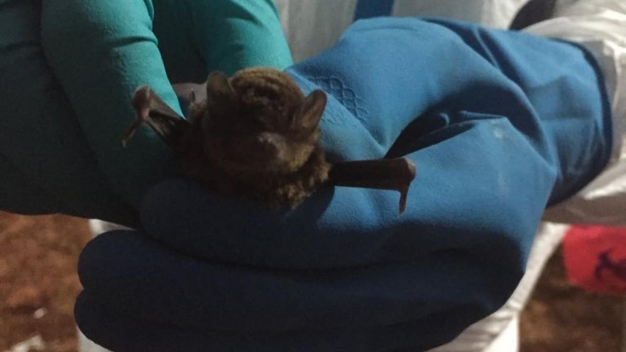 A bat being tested for Ebola.CreditEcoHealth Alliance