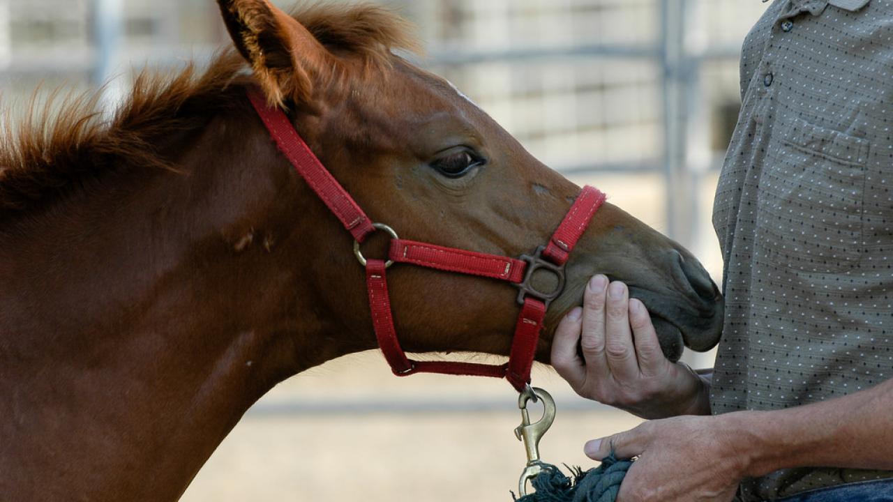 You've Come a Long Way Baby: Advancements in Equine Reproduction