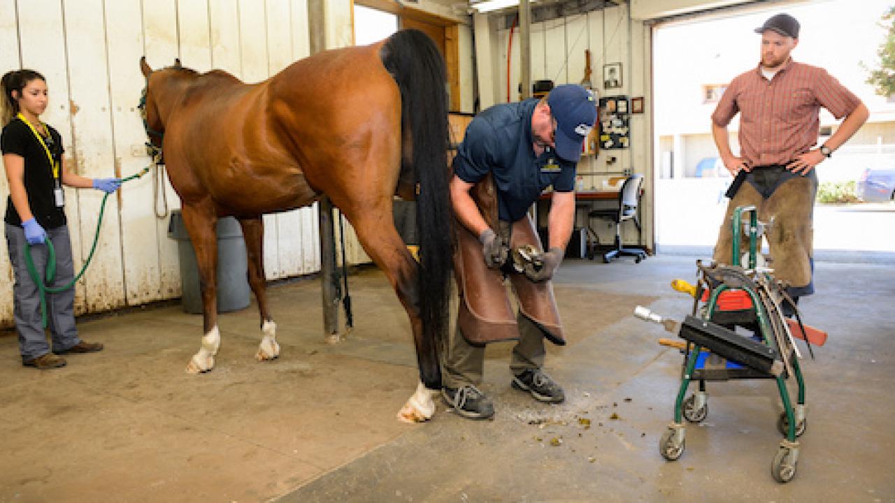 A horse in the farrier shop at UC Davis.