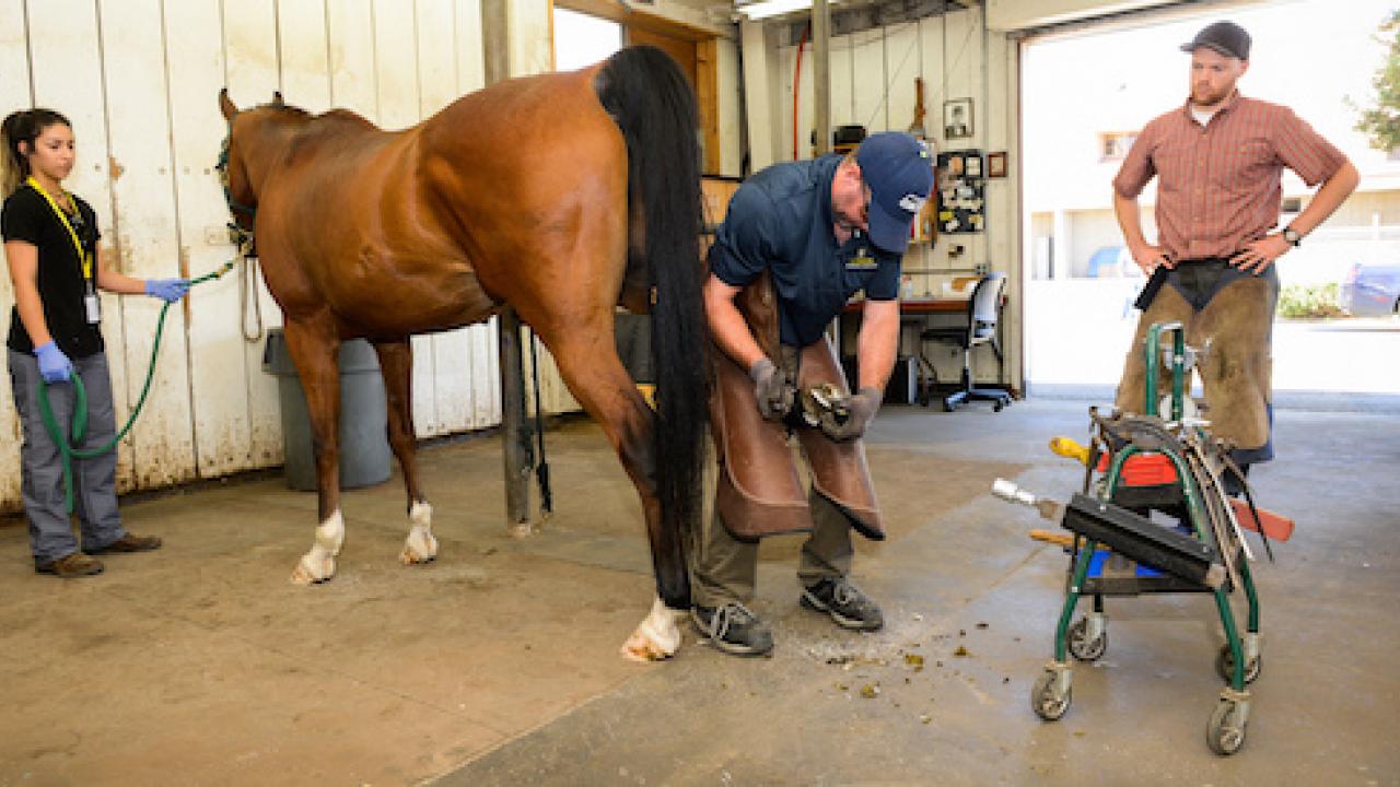 A horse in the farrier shop at UC Davis. A horse in the farrier shop at UC Davis.