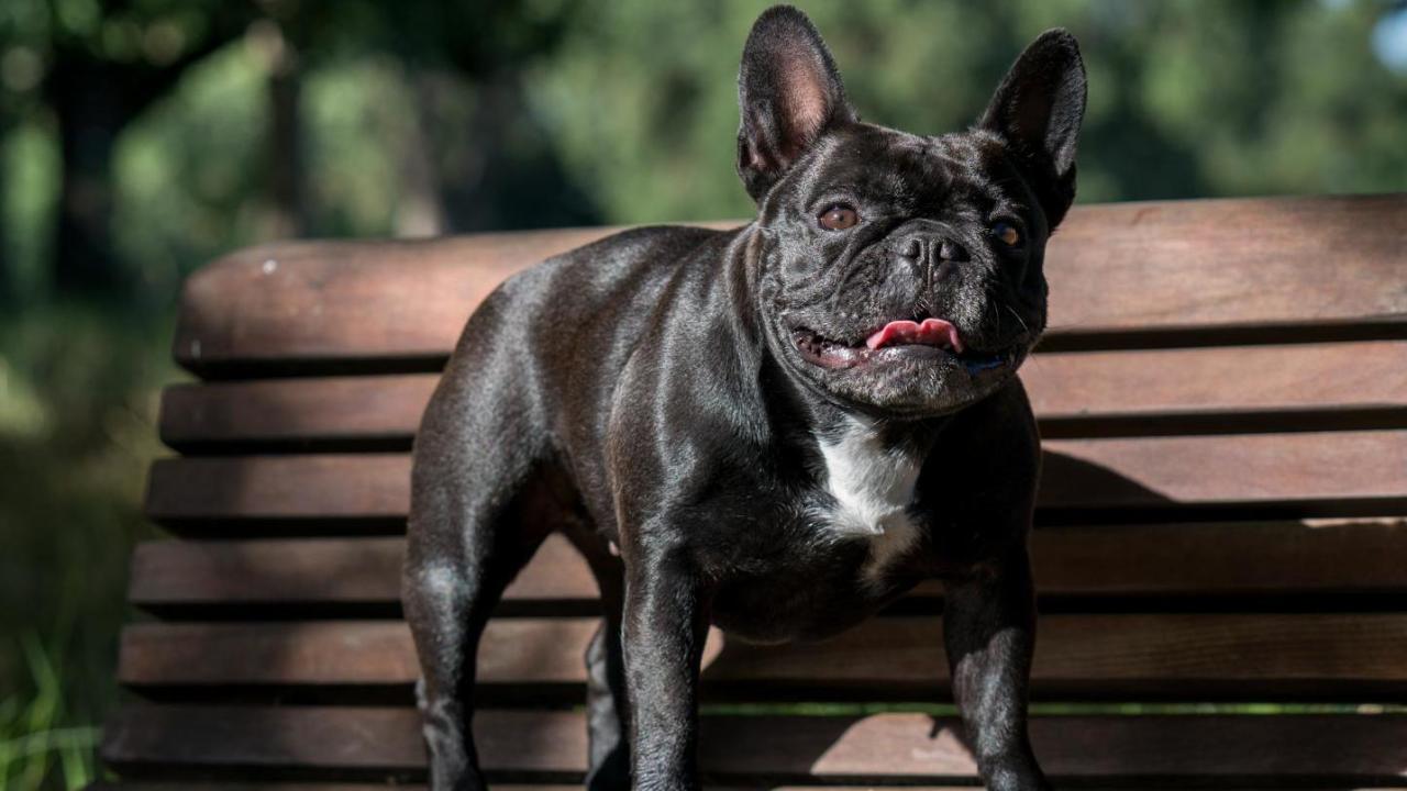 Three-year-old Moxie, one of the French bulldogs who helped UC Davis researchers discover a mutation that might explain her screw tail. Image: Katy Robertson (UC Davis) French bulldog