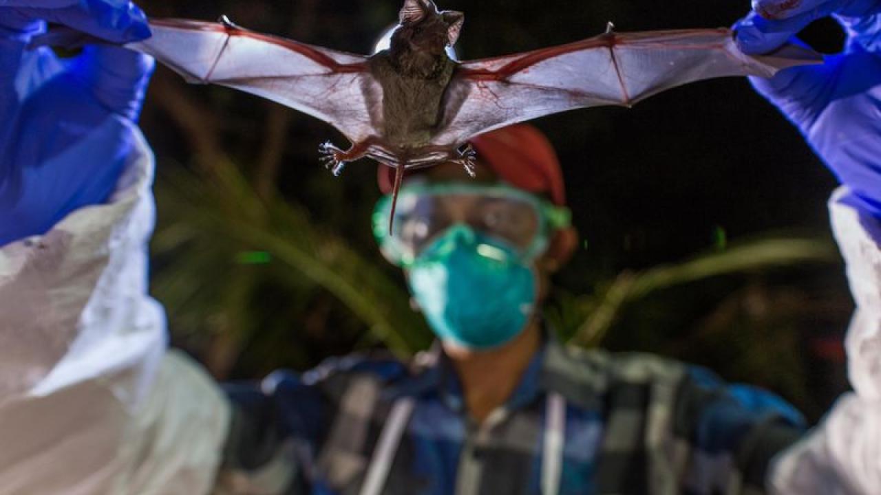 Scientists with Smithsonian’s Global Health Program examine a wrinkle-lipped bat, which can harbor a never-before-seen virus. (Roshan Patel/Smithsonian Conservation Biology Institute)