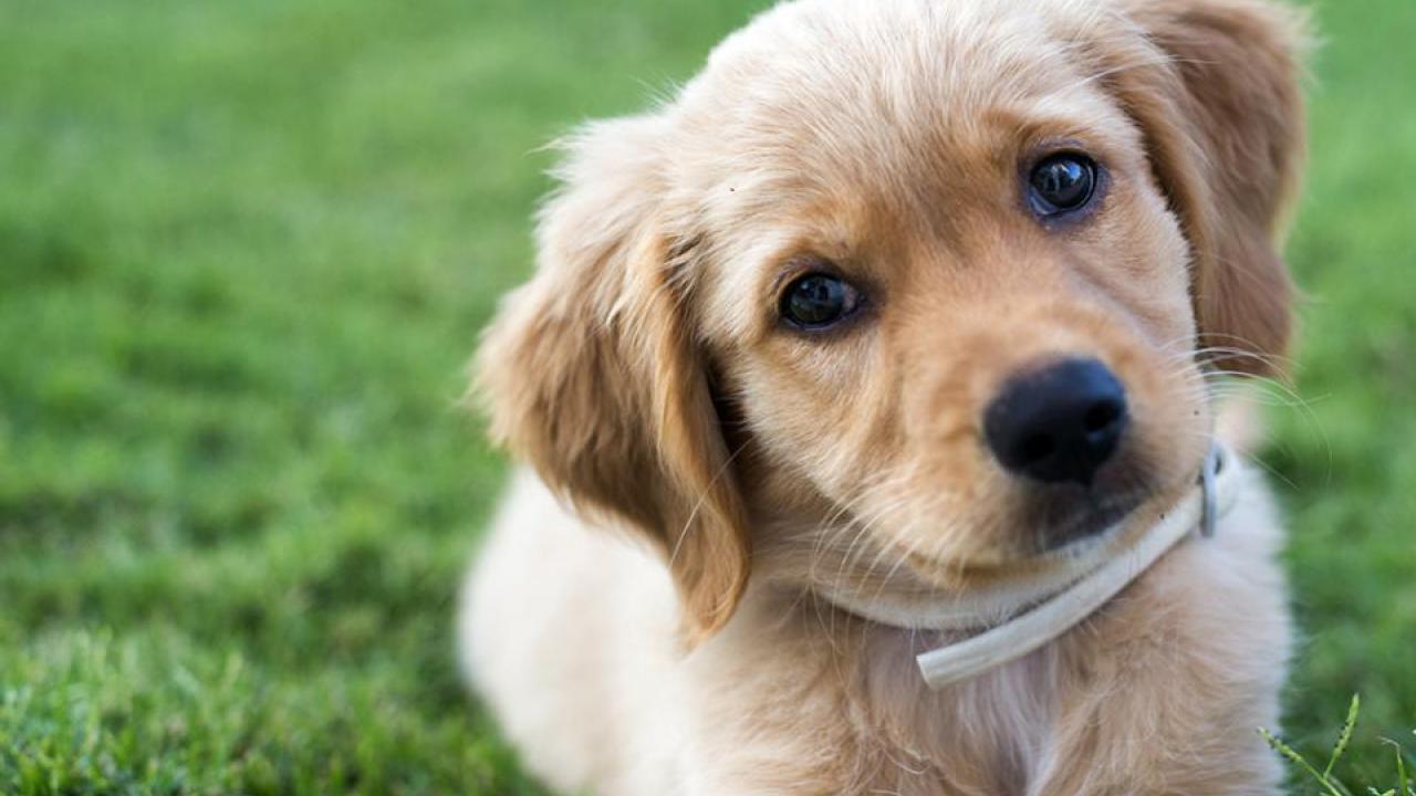 golden puppy