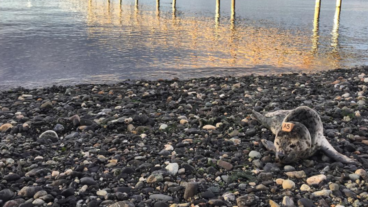 Stranded Harbor Seal