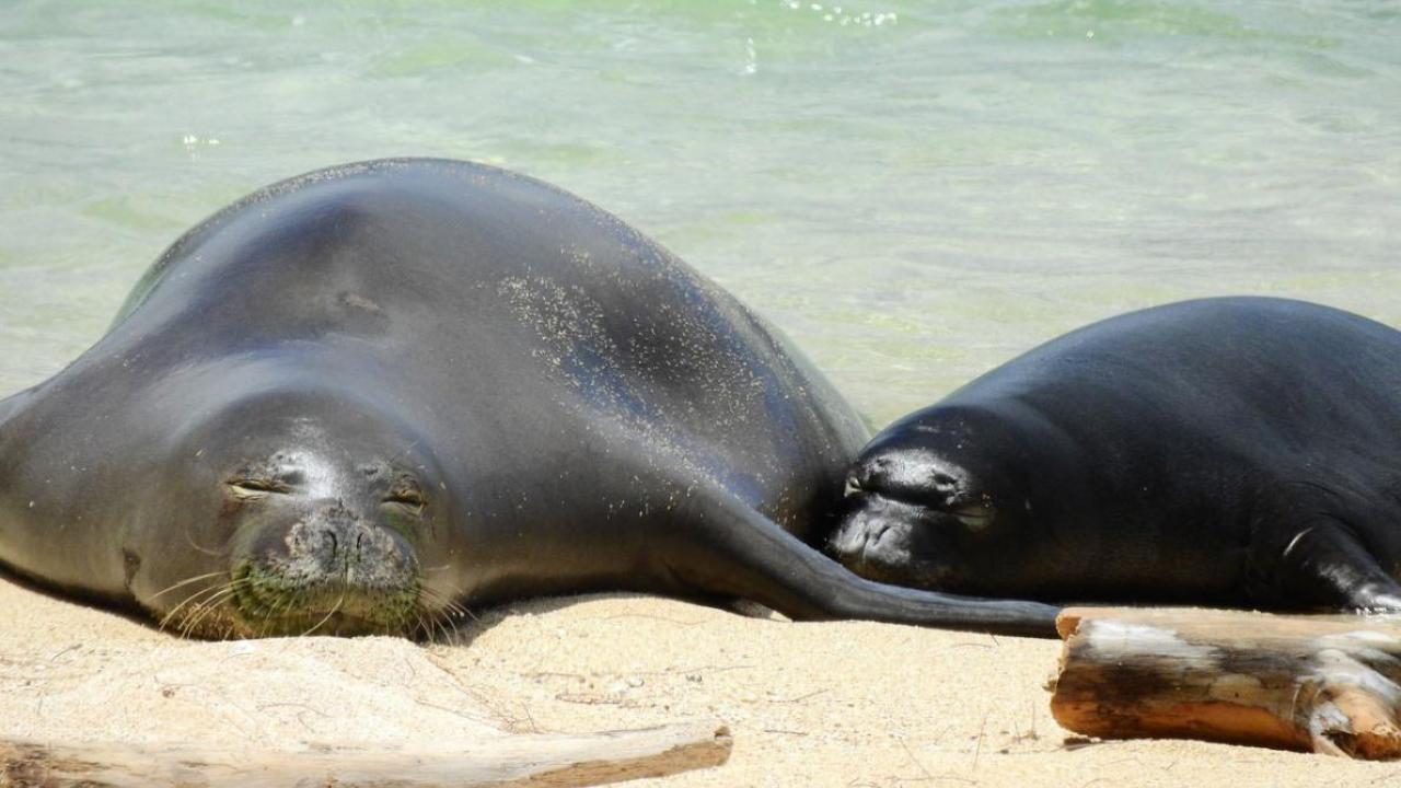 Hawaiian monk seal RT10 with her third pup on the north shore of Oahu in 2017. PHOTOGRAPH COURTESY NOAA FISHERIES