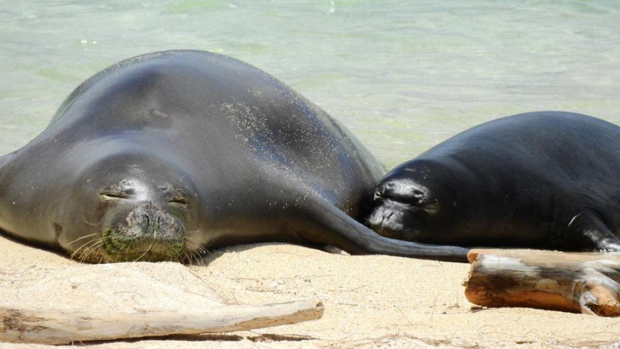 monk seal on a beach
