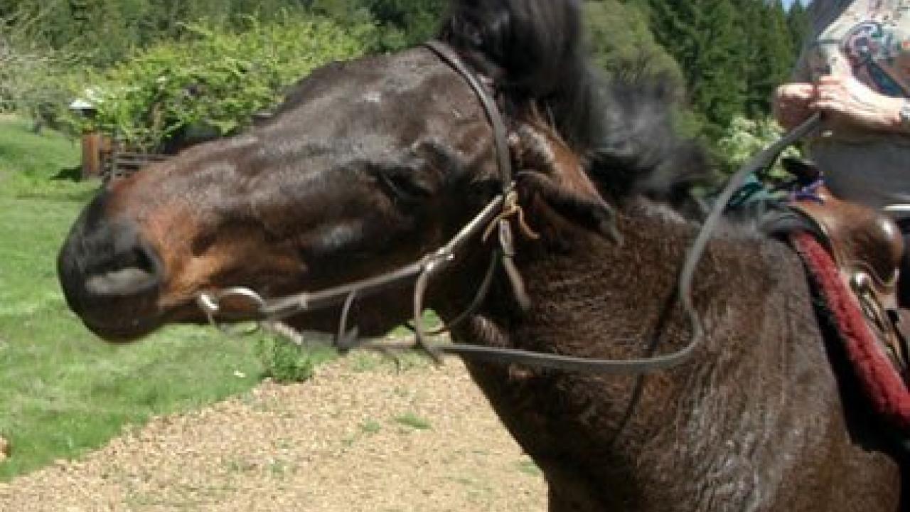 horse shaking head