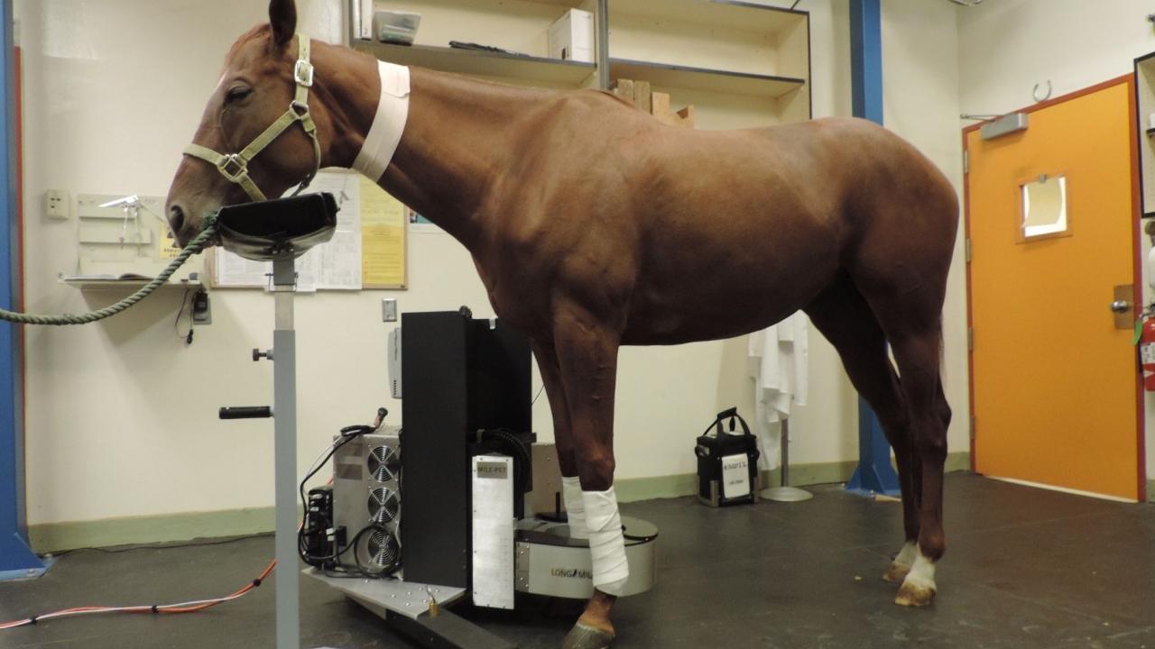 horse in standing PET scanner at UC Davis veterinary hospital