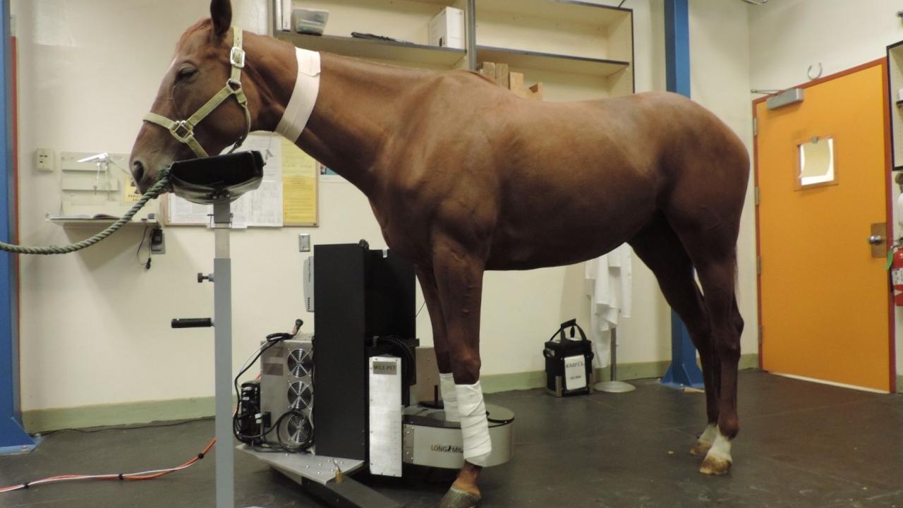 A research horse from the UC Davis Center for Equine Health being imaged with the MILE-PET scanner at the UC Davis veterinary hospital. horse in standing PET scanner at UC Davis veterinary hospital