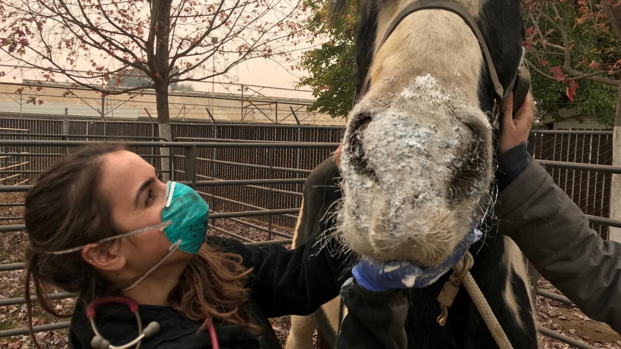 DVM student treating burned horse