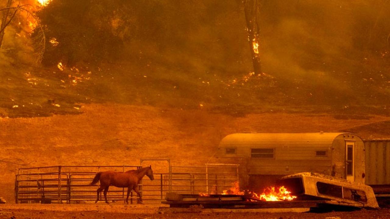 horse runs past corral with wildfire in background