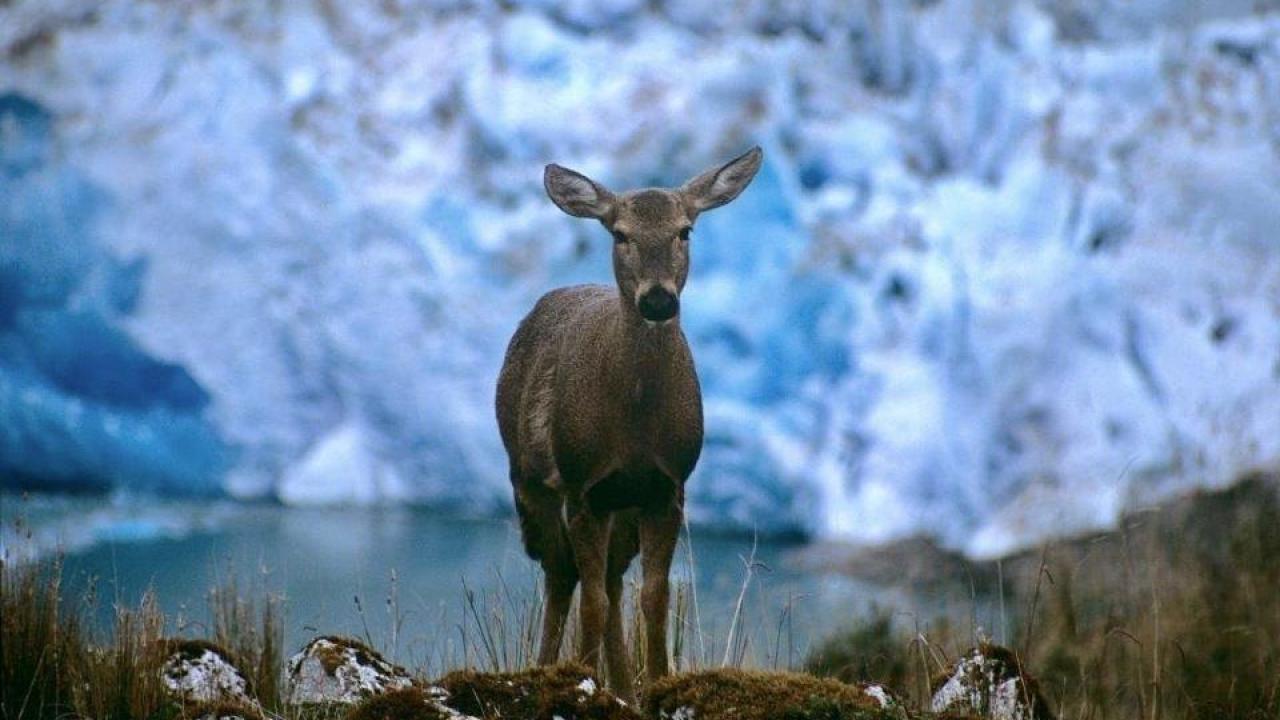 A huemul deer in Chilean Patagonia. (Alejandro Vila/Wildlife Conservation Society)