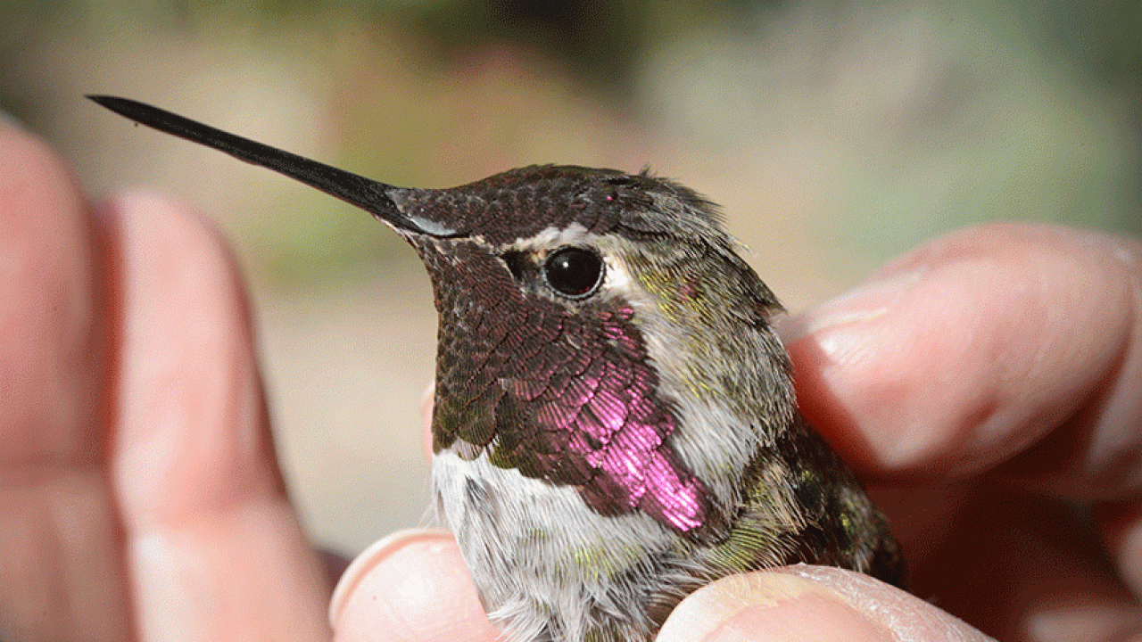 male Anna's hummingbird