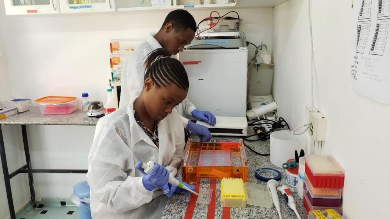 USAID PREDICT interns conduct lab work at Sokoine University of Agriculture in Tanzania. (Courtesy USAID PREDICT)