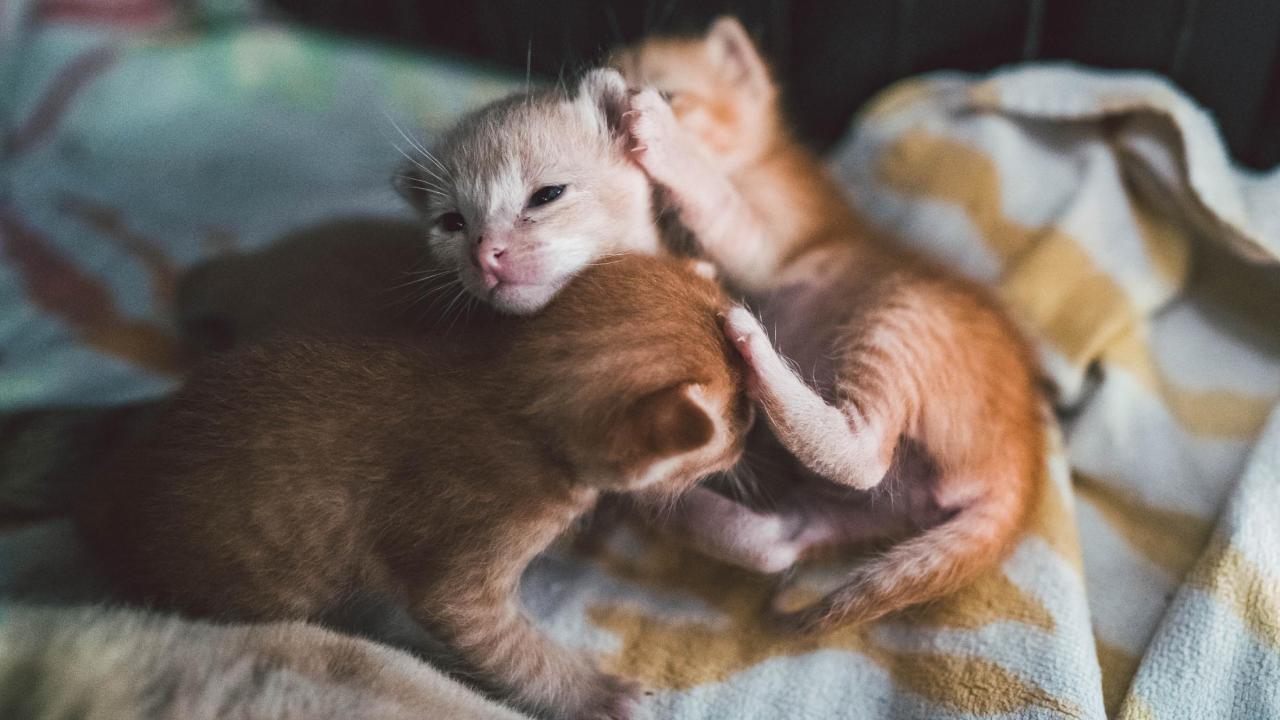 three kittens playing