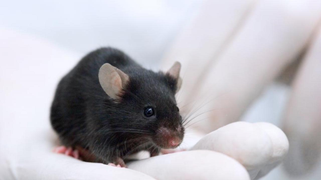 UC Davis researchers led an effort to identify hundreds of genes linked to blindness in laboratory mice.