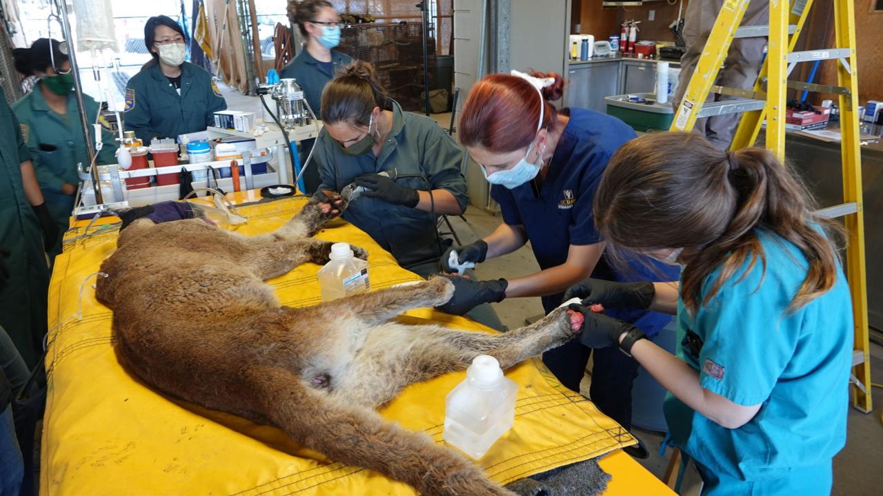 veterinarians treat paws of mountain lion