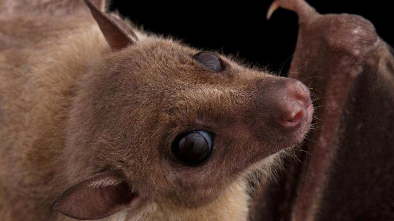 Scientists detected Marburg virus in five Egyptian fruit bats, like this one, in Sierra Leone. fruit bat