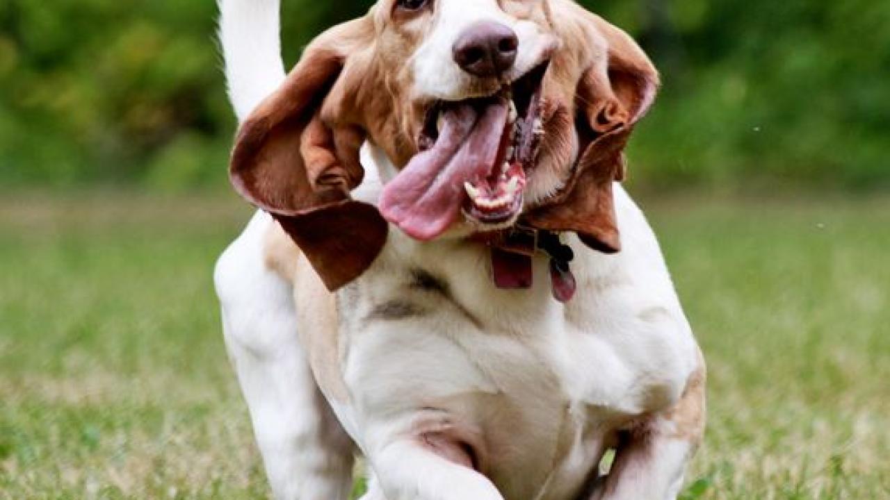 Good News About Mercury In Dog Food School Of Veterinary Medicine