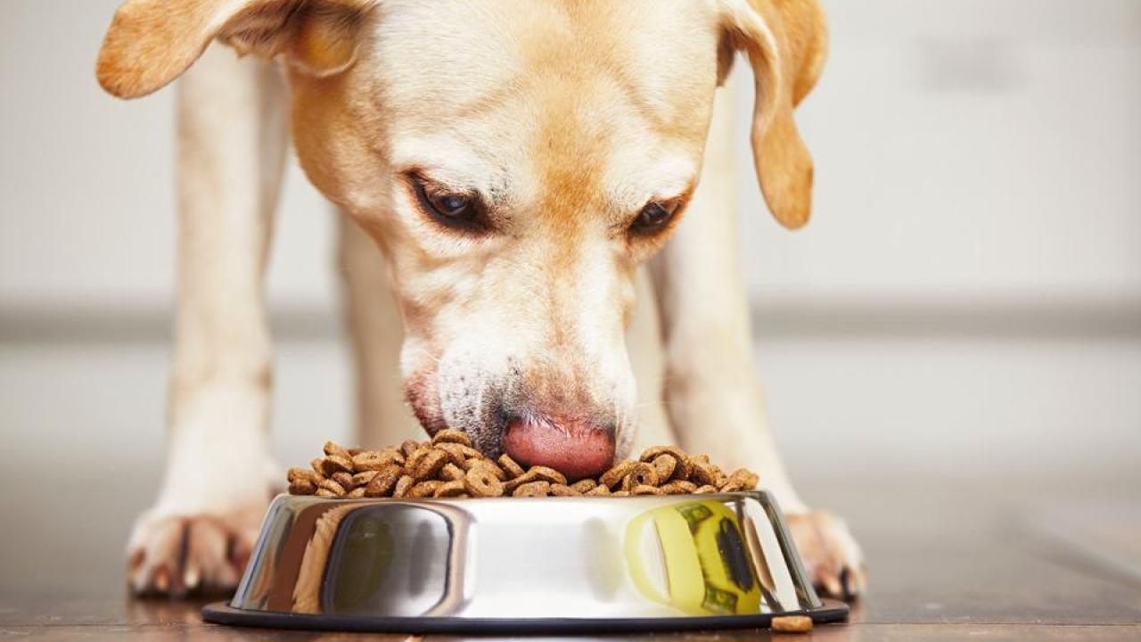 dog eating food