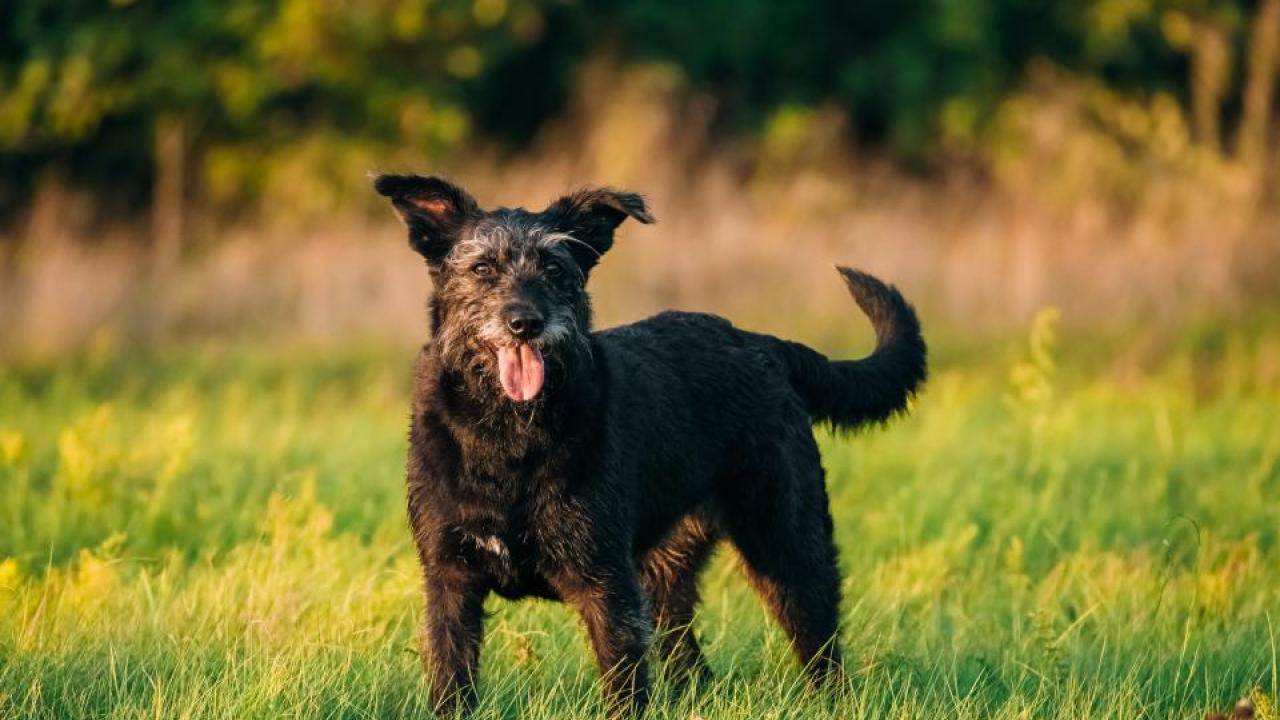 brown dog in field