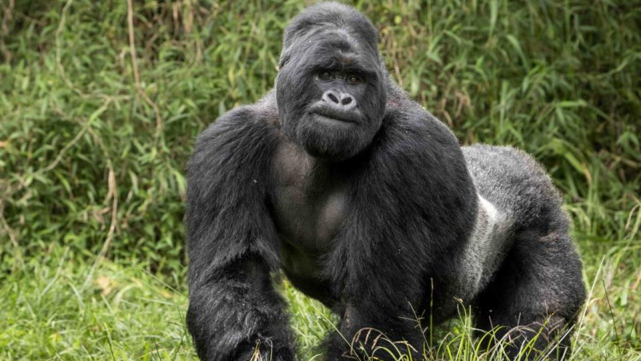 A silverback mountain gorilla in Uganda. (Skylar Bishop/Gorilla Doctors)