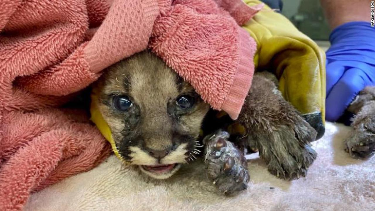 mountain lion cub burned